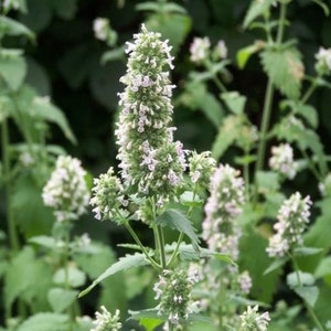 CATNIP ORGANIC and WILDCRAFTED Herb 1oz.