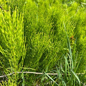 Horsetail Shavegrass Wildcrafted 1 oz