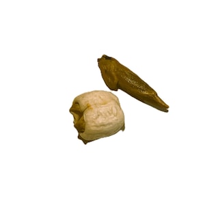 Adam and Eve Root 1 pair