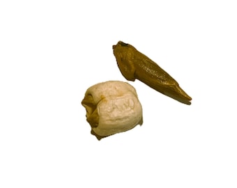 Adam and Eve Root 1 pair