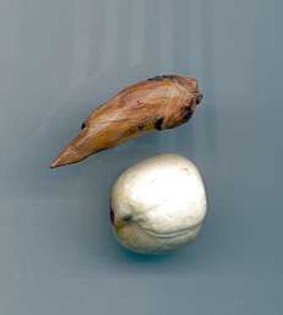 Eve Roots Adam and Eve Root Kit - Etsy