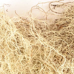 Usnea Lichen wildcrafted .5 oz