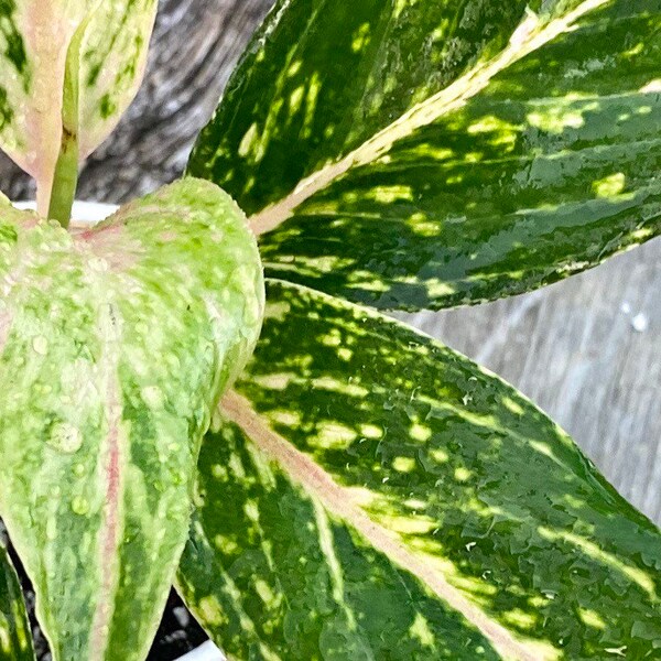 4” Aglaonema Sparkling Sarah