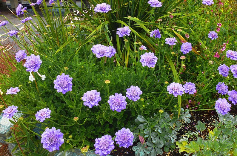 Lavender Pincushion Flower a hardy perennial for Growing Zones Etsy