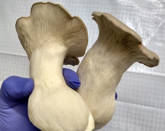 Fresh Picked King Oyster Mushrooms