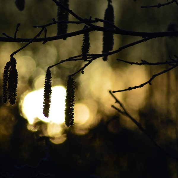 Winter tree catkins at sunrise - Photography Digital Download