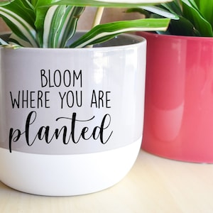 May include: Two ceramic plant pots, one gray with white trim and the other pink. The gray pot has the text "Bloom where you are planted" on the front.