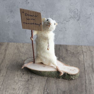 Taxidermy Mouse, Customised Sign, curiosity, novelty, unique, handmade, macabre, oddities, gift, present, oddity, unusual, bizarre, cute