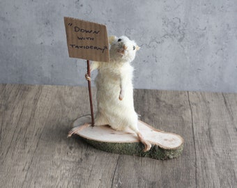 Taxidermy Mouse, Customised Sign, curiosity, novelty, unique, handmade, macabre, oddities, gift, present, oddity, unusual, bizarre, cute