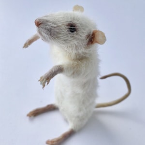 Topo tassidermizzato unico, carino, novità, stranezze, curiosità, eccentrico, unico, fatto a mano, divertente, diverso, strano, presente, regalo