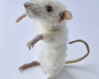 Taxidermy Mouse unique, cute, novelty, oddities, curiosity, quirky, unique, handmade, fun, different, strange, present, gift