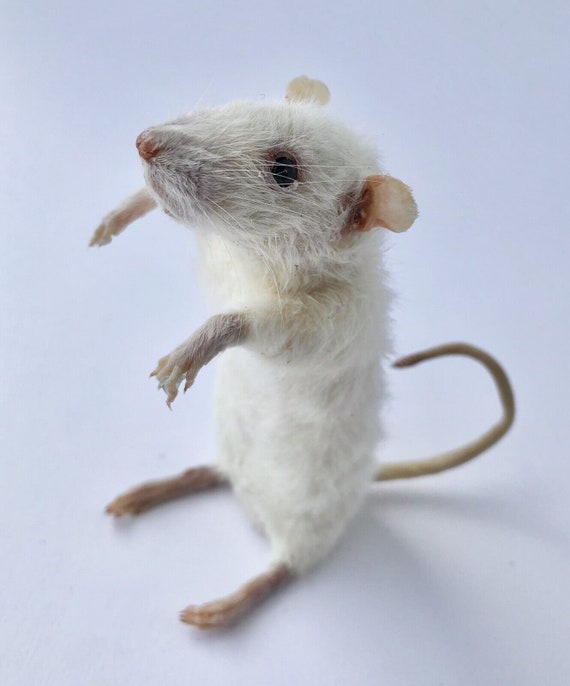 Real taxidermied mouse presented as a curiosity cabinet piece — the kind of oddity that stops guests dead in their tracks.