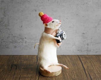 Educational Curiosity Curio Voodoo Hoodoo Oddities Taxidermy \u2022 #C341 Real Mummified Dried Baby Domestic White Mouse Rodent Mice Rat Rats