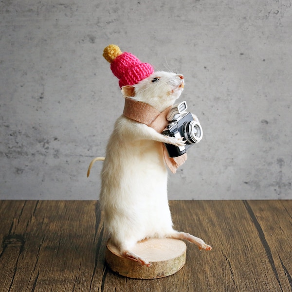Taxidermy Mouse The Photographer! curiosity, novelty, unique, handmade, macabre, oddity, gift, present, oddity, unusual, bizarre, different.