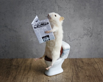 Taxidermy mouse reading on the toilet, unique, cute, novelty, oddities, curiosity, quirky, unique, handmade, different, fun, special gift.