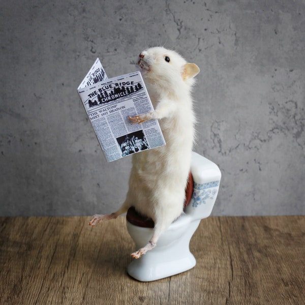 Souris de taxidermie lisant sur les toilettes, unique, mignonne, nouveauté, bizarreries, curiosité, original, unique, fait à la main, différent, amusant, cadeau spécial.