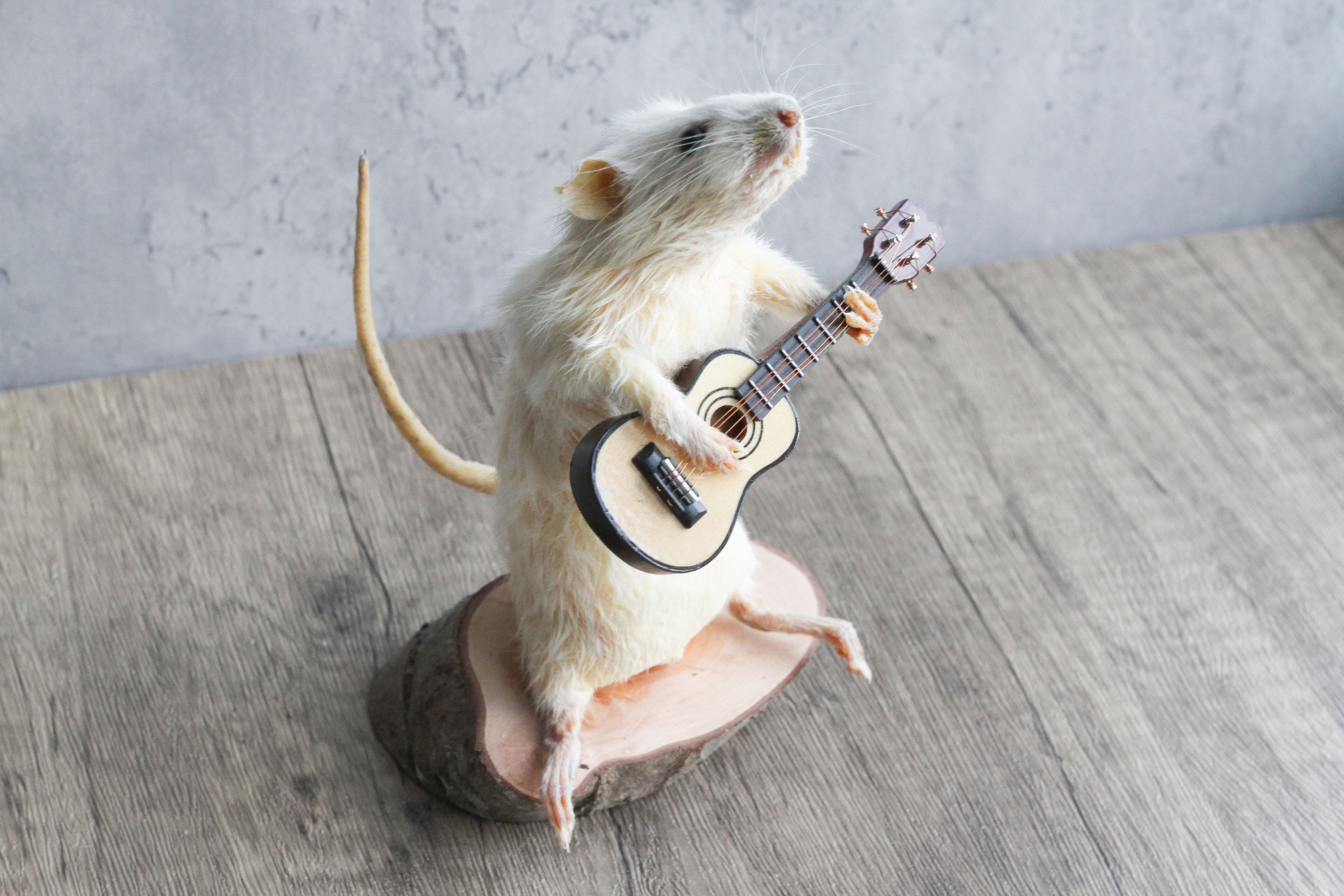 Rato engraçado com comida, isolado em branco — Foto © belchonock #16305201, image size:3000x2000