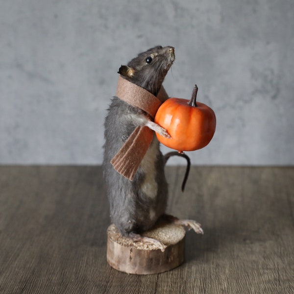 Taxidermy Mouse,rat,rodent, pumpkin, curio, gift, taxidermy,halloween, creepy, scary,thanksgiving,decoration,spooky,weird,funny,macabre