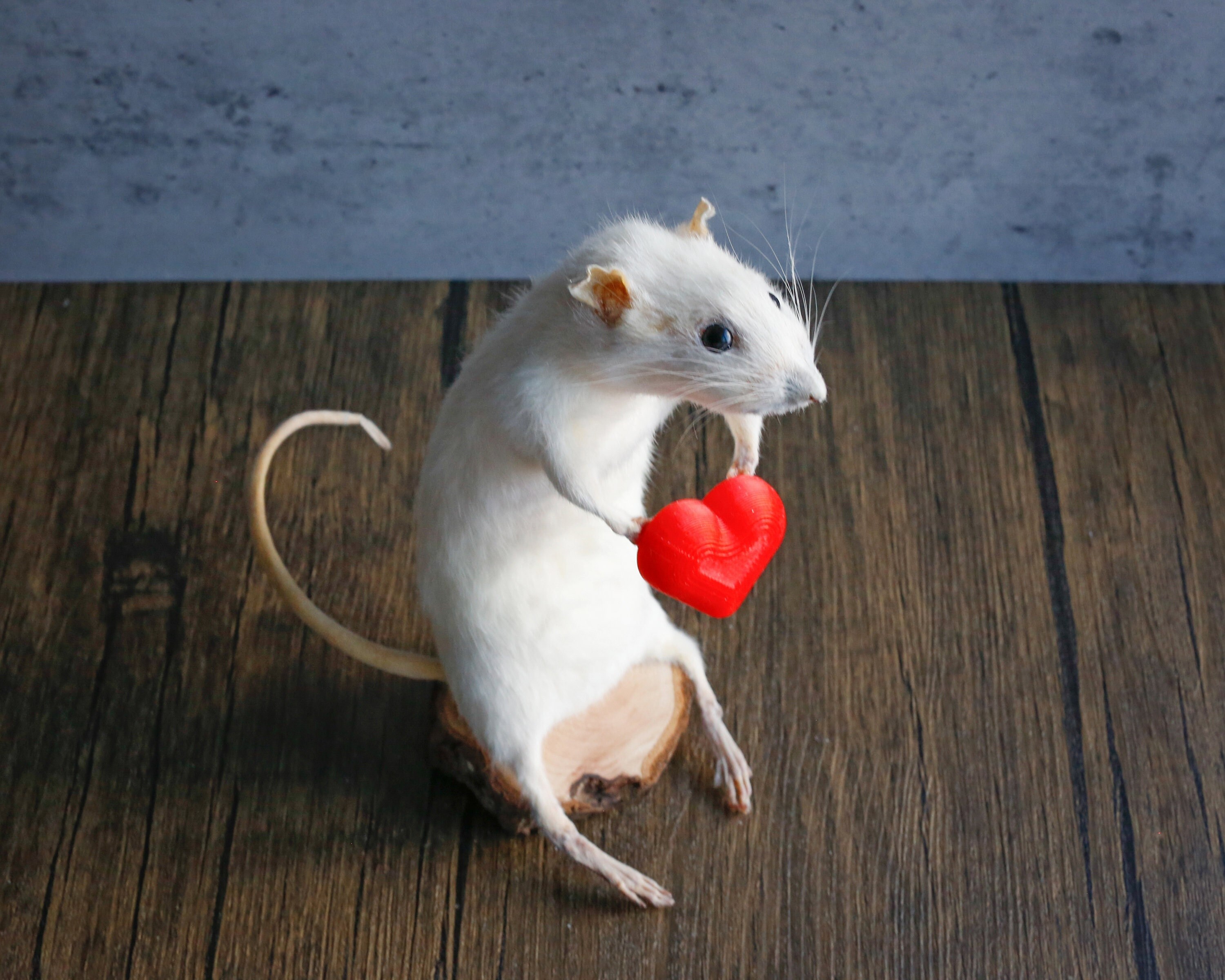 Taxidermy Mouse With Red Heart Unique, Cute, Novelty, Oddities