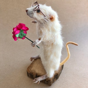 Pode incluir: Um rato branco taxidermizado usando óculos e segurando uma flor rosa. O rato está em pé sobre uma base de madeira.