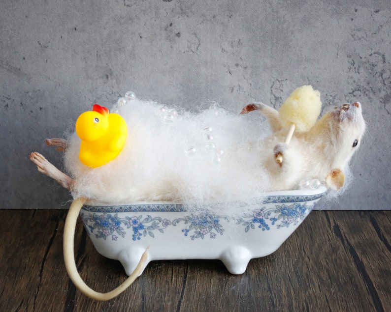 Taxidermy Mouse in bathtub, unique, cute, novelty, oddities, curiosity, quirky, unique, handmade, different, fun, special gift. image 4