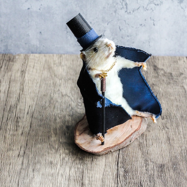 Taxidermia Ratón, sombrero de copa, capa y bastón. único, regalo, rareza, hecho a mano, curiosidad, raro, extraño, diferente, gracioso, presente, diferente