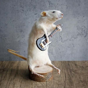 Taxidermy Mouse black base guitar, curiosity, novelty, unique, handmade, macabre, oddity, present, oddity, unusual, bizarre, different.