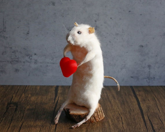 Taxidermy Mouse With Red Heart Unique, Cute, Novelty, Oddities