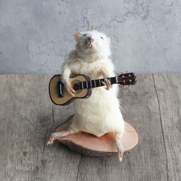 Taxidermy Mouse with accoustic guitar curiosity, novelty, unique, handmade, macabre, oddity,  present, oddity, unusual, bizarre, different.