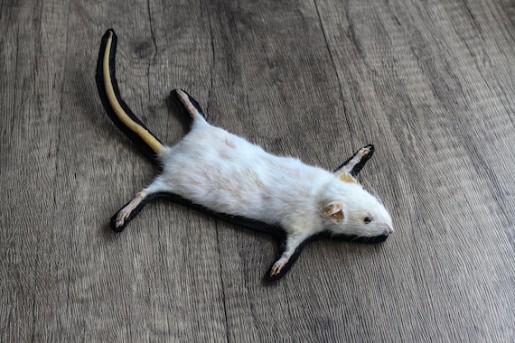 Taxidermy Mouse, Mousemat, Rugrat, Unique, Gift, Oddity, Handmade