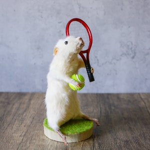 以下が含まれることがあります： 赤いテニスラケットと緑のテニスボールを持った、剥製にされた白いネズミの置物。 ネズミは、人工の緑の草で覆われた小さな丸い台の上に立っており、ニュートラルな背景に配置されています。