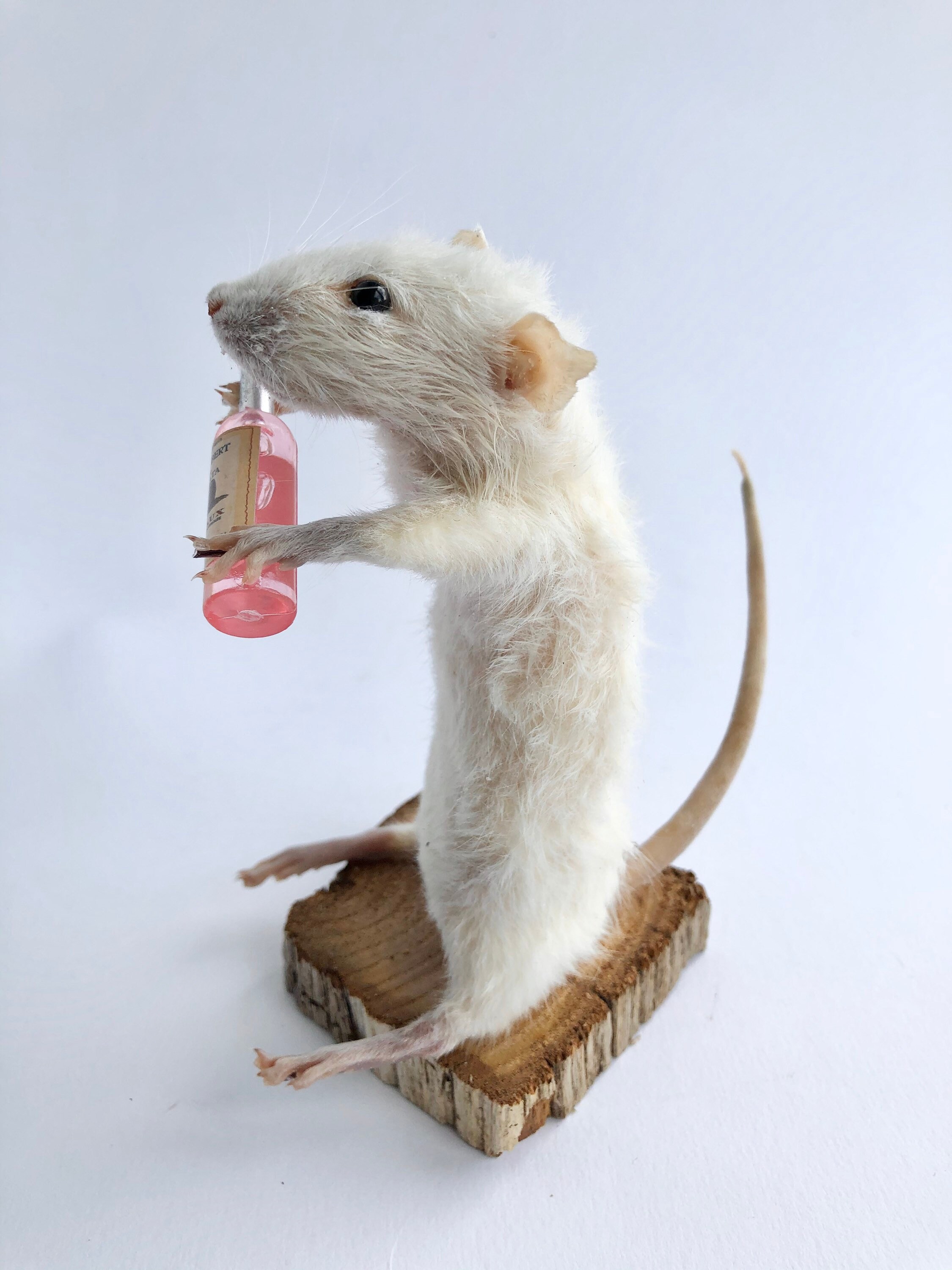 ［剥製］ハツカネズミ　ガラス容器入り ピンクのワインボトルを持った剥製のネズミ。ユニーク、かわいい、斬新
