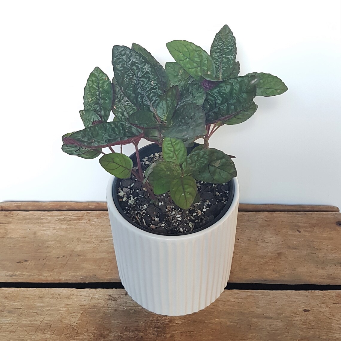 Purple Waffle Plant, Plant for the Bathroom, Humidity Loving Indoor