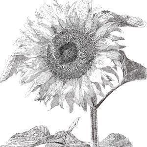 Sunflower Dotwork a5 print