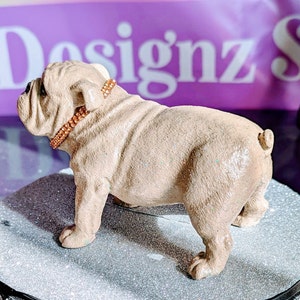 British bulldog statue, in fawn,sparkling coat, with choice of collar options and name tag pendants. Bespoke British bulldog memorial statue