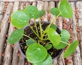 Pilea peromioides (Chinese Money Plant or Friendship Plant) in 4 quot grower 39 s pot