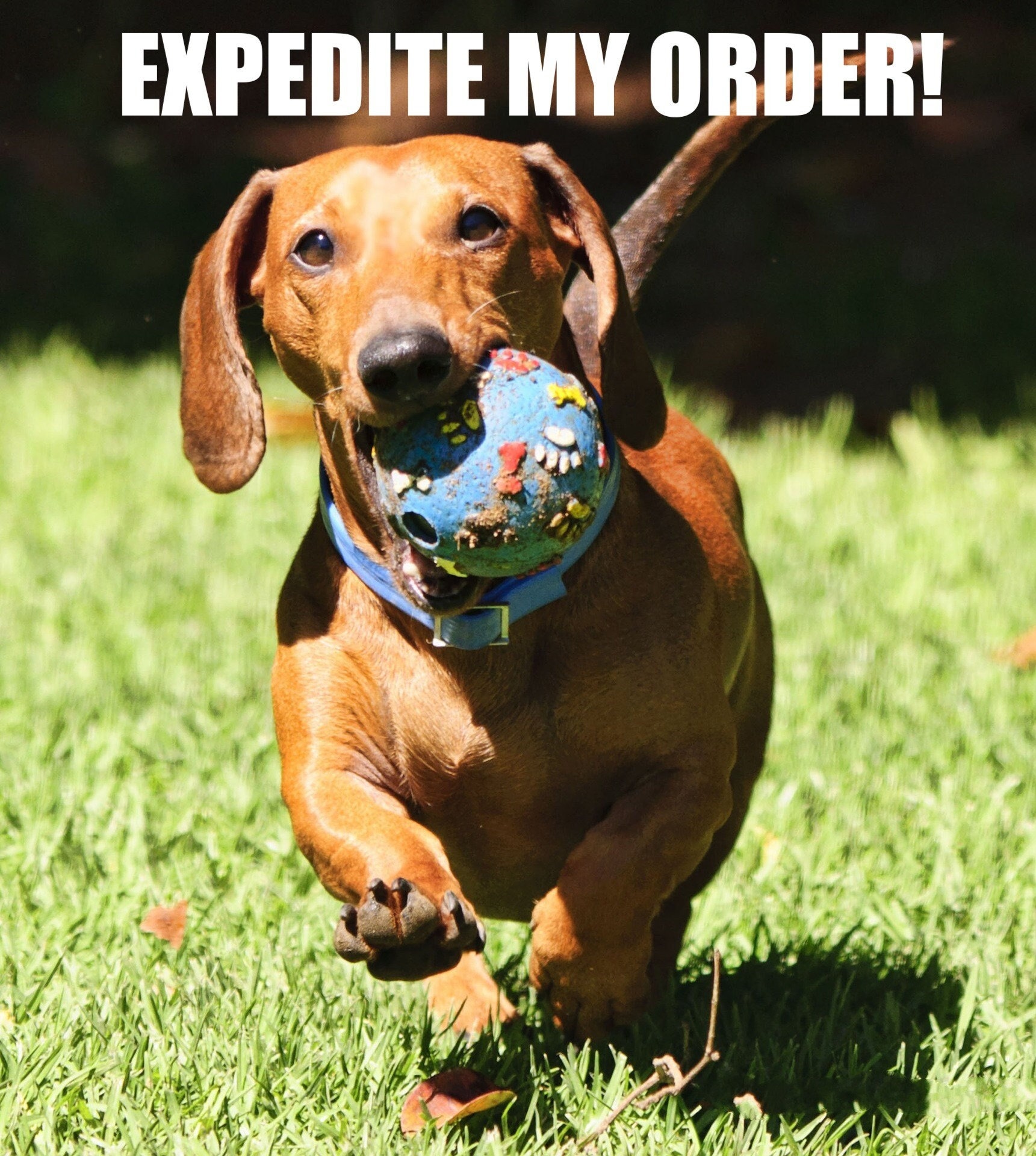 Expedite My Order Etsy
