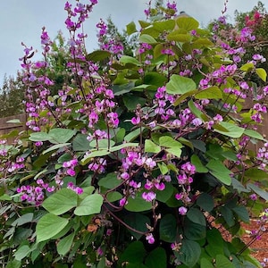 Purple Hyacinth Bean Vine (Lablab Purpureus) Seeds, Ornamental Vine, Purple Flowers