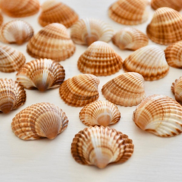 NATURAL Shells, 40+ small 1/2''-3/4'' Cockle Seashells, Bulk Seashells, Clam Shells, Shells for crafts, Beach wedding decor