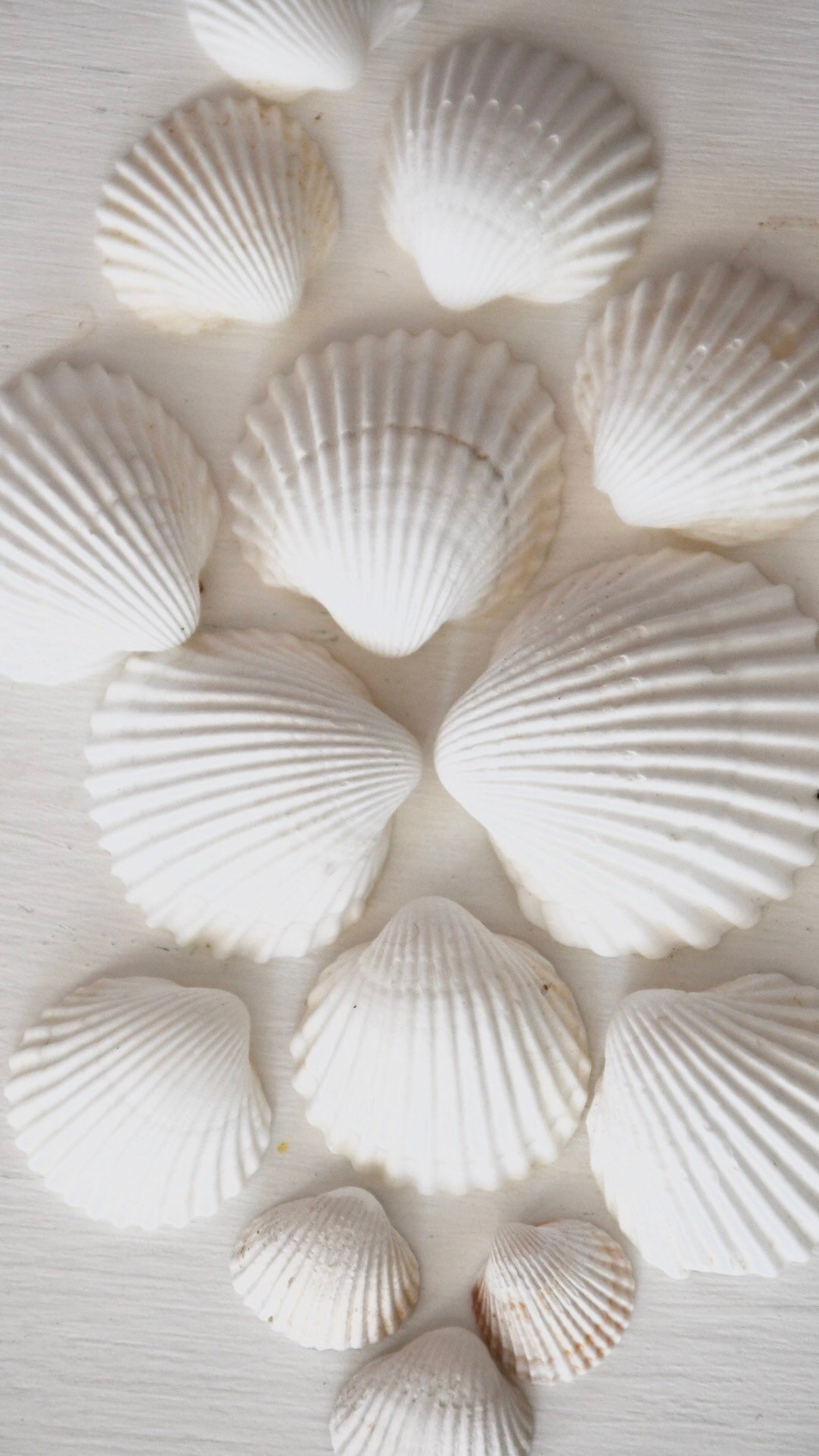 White Seashells Cockle Shells 20 Natural Seashells White Etsy