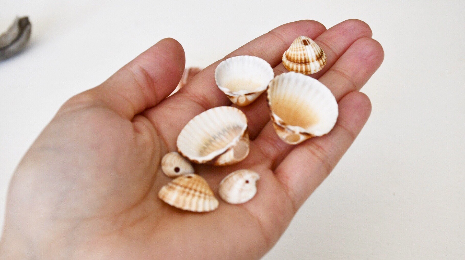 Conchas Pequeñas Naturales Mixtas, 150-200 Piezas, 8 Tipos - Ideales Para Manualidades, Decoración De Acuarios Y Fiestas Con Temática Playera