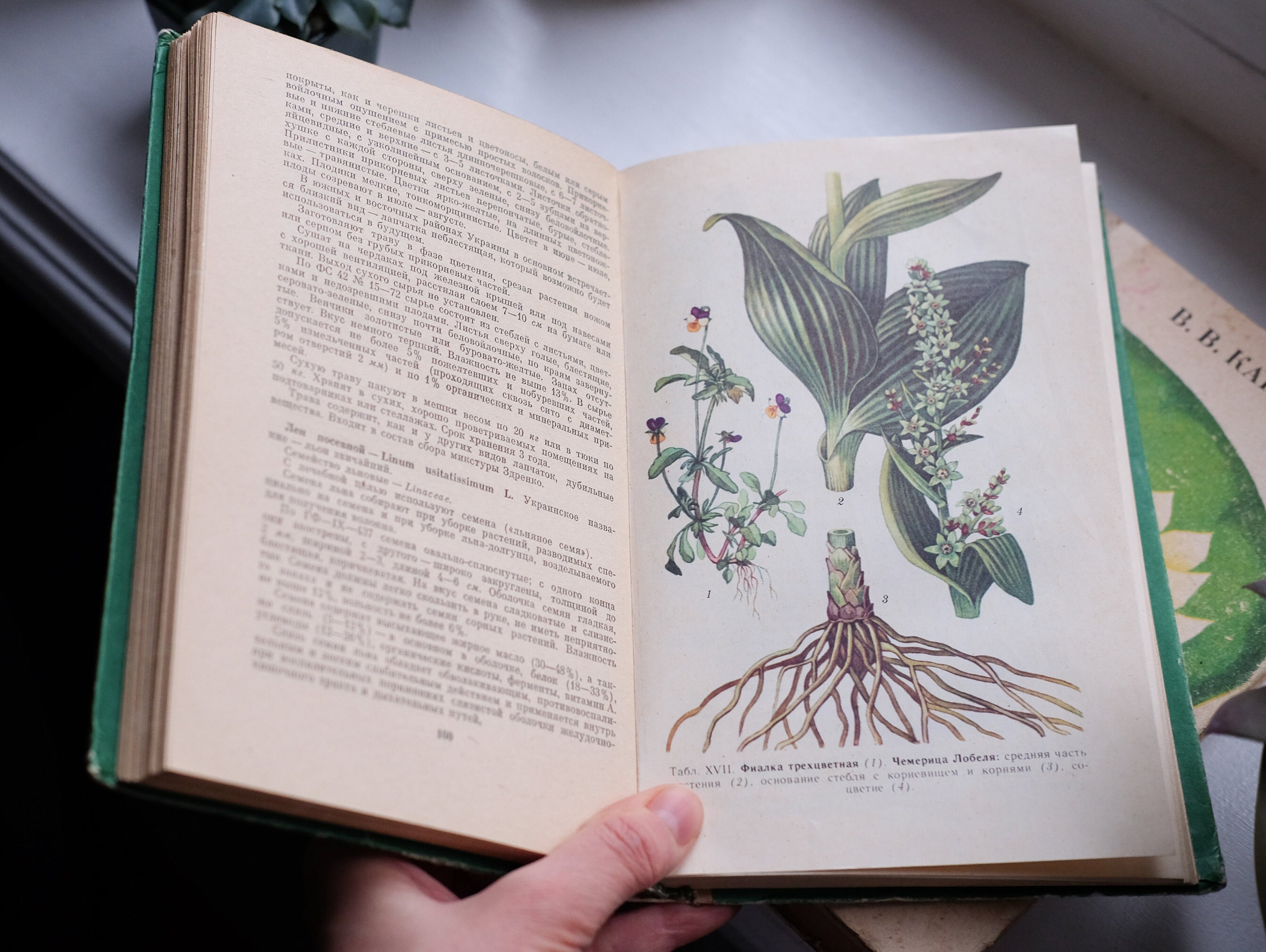 2 vintage botanical books 19751978. Healing medicinal herbs Etsy