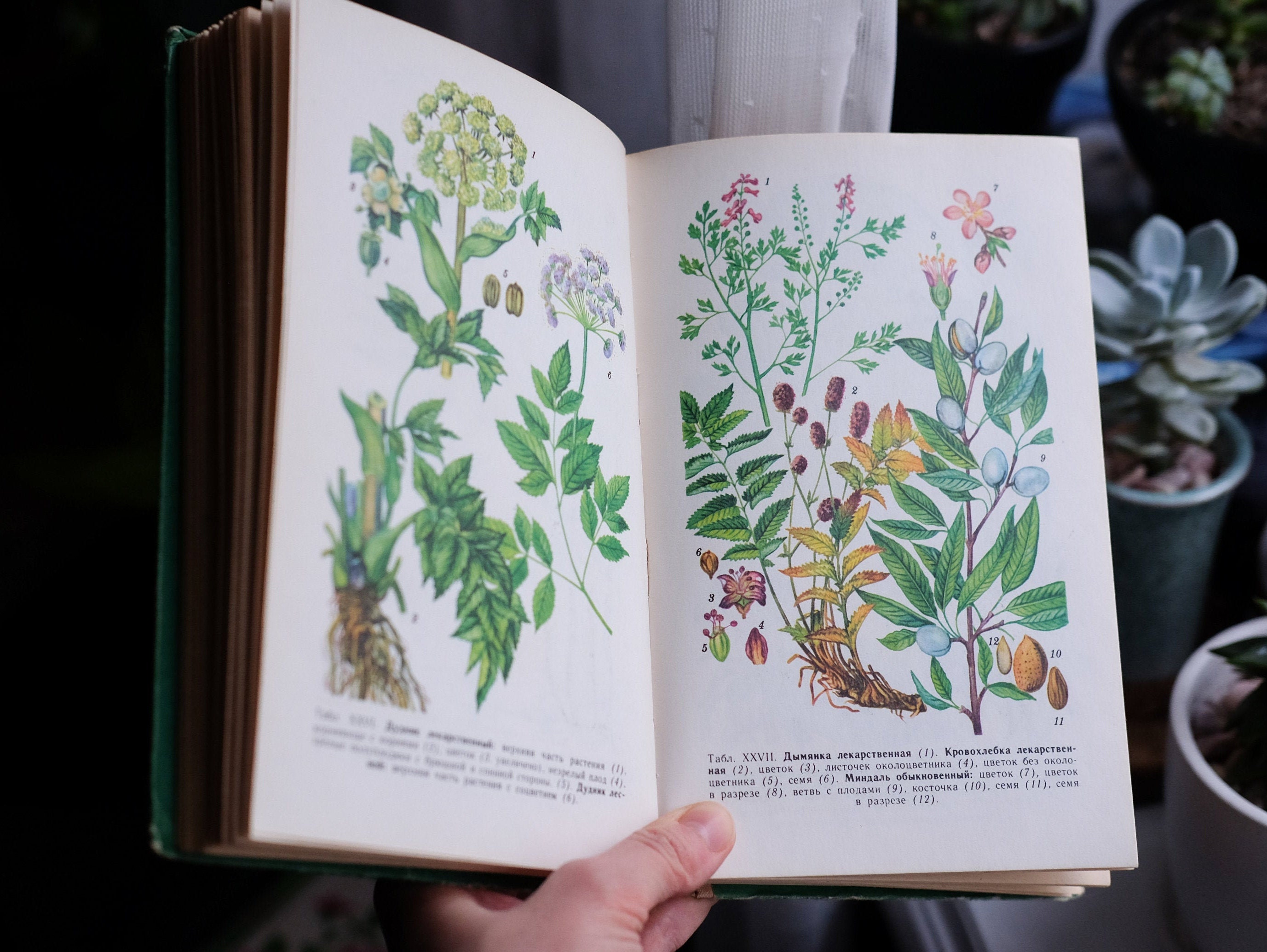 Used Botanical Books | Botanical Books in Antiquarian and Collectable ...