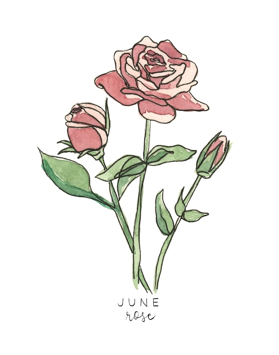 Rose Svg June Birth Flower Birth Month Flower Outline vrogue.co