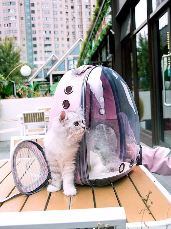 cat in clear backpack