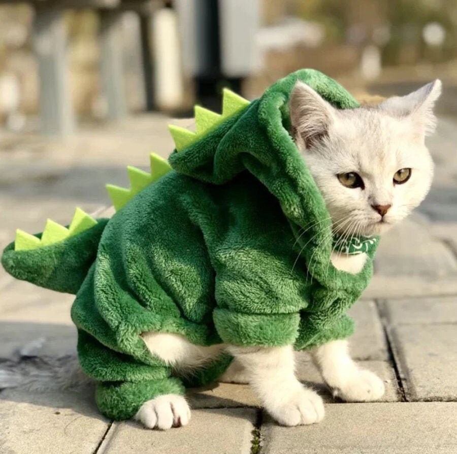 cats dressed up in costumes