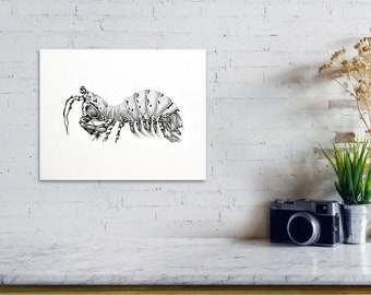 11X14 Peacock Mantis Shrimp print by Avery Multer