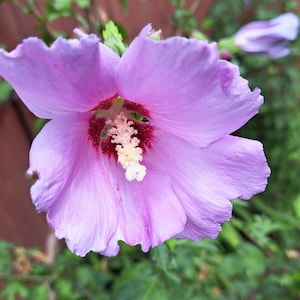 40 Rose of Sharon Seeds - Pink - Minerva Althea