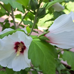 40 Rose of Sharon Seeds - White - Cold Hardy - Hibiscus family