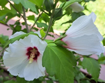 40 Rose von Sharon Samen - weiß - winterhart - Hibiskus Familie